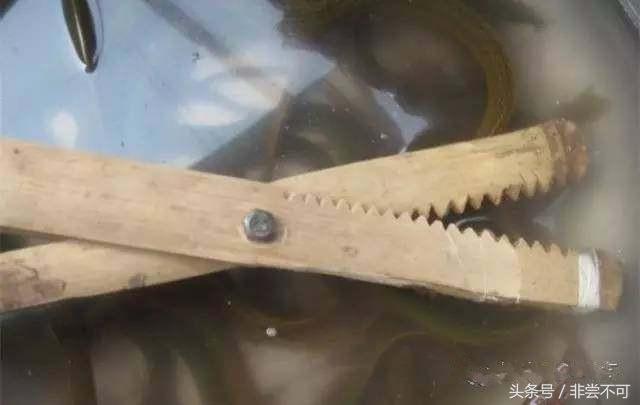 农村大叔自制黄鳝,农村大叔稻田抓黄鳝