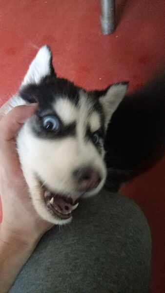 哈士奇偷吃主人米饭被发现,哈士奇偷吃厨房被主人强势教训