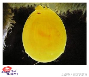 虎皮鹦鹉繁育期间注意事项,虎皮鹦鹉怎么快速产蛋