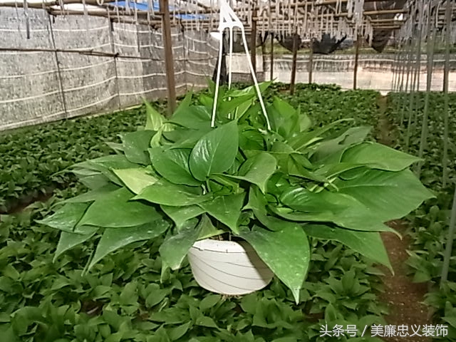 甲醛多少算超标如何去除室内甲醛,室内放什么绿植对去除甲醛有效