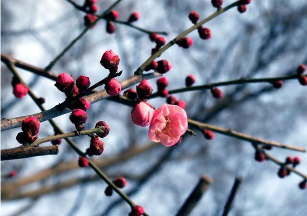 叶酸过量服用会中毒吗,叶酸会导致中毒吗
