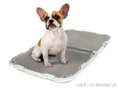 如何教泰迪去厕所上厕所,怎么引导泰迪上厕所