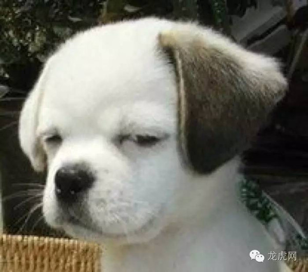 十大最恶心黑暗料理鲱鱼罐头,臭名昭著的瑞典美食鲱鱼罐头