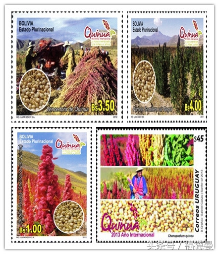 藜麦超级食物,正宗藜麦