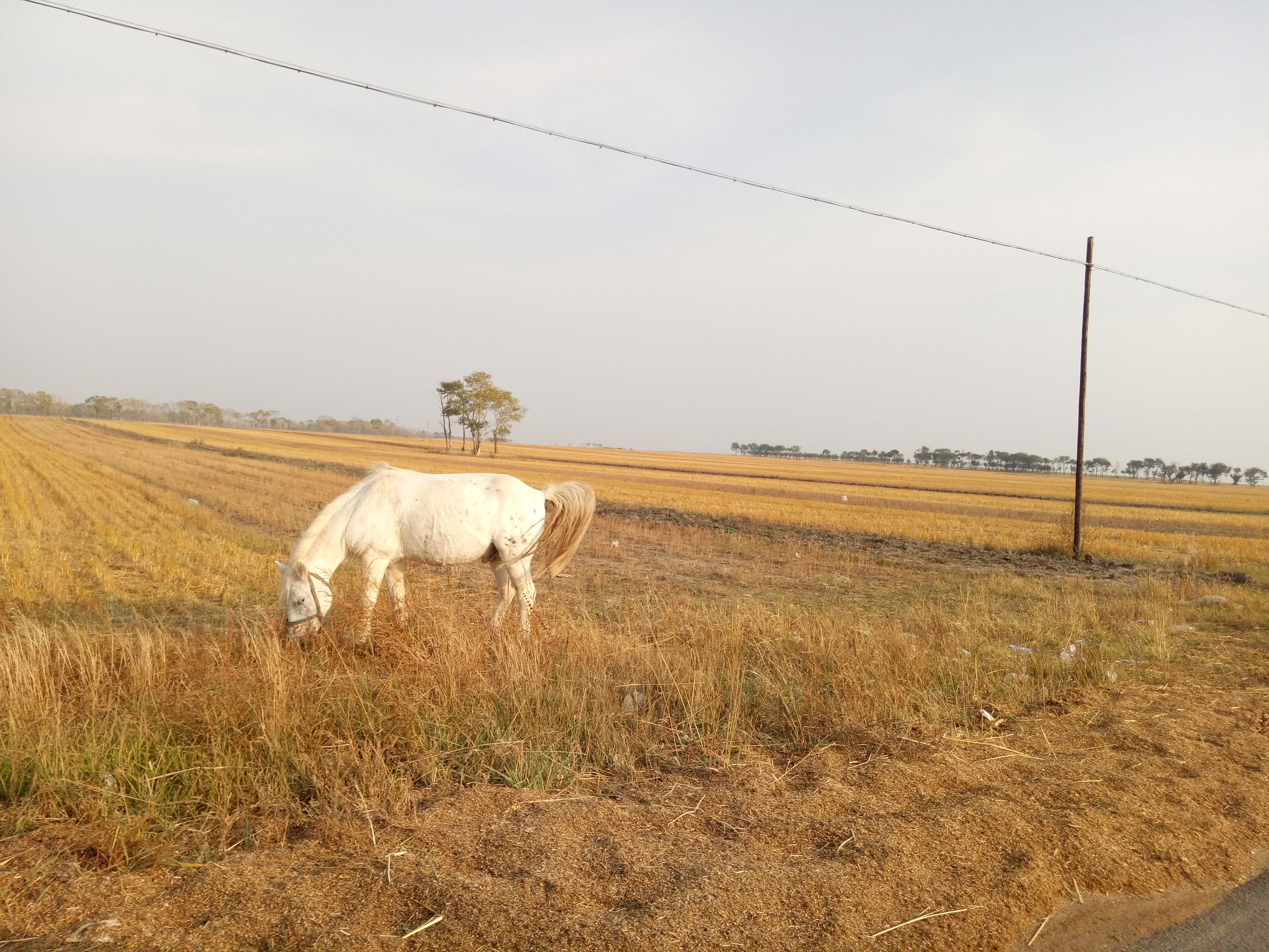 张北的草原天路之旅,张北天路攻略