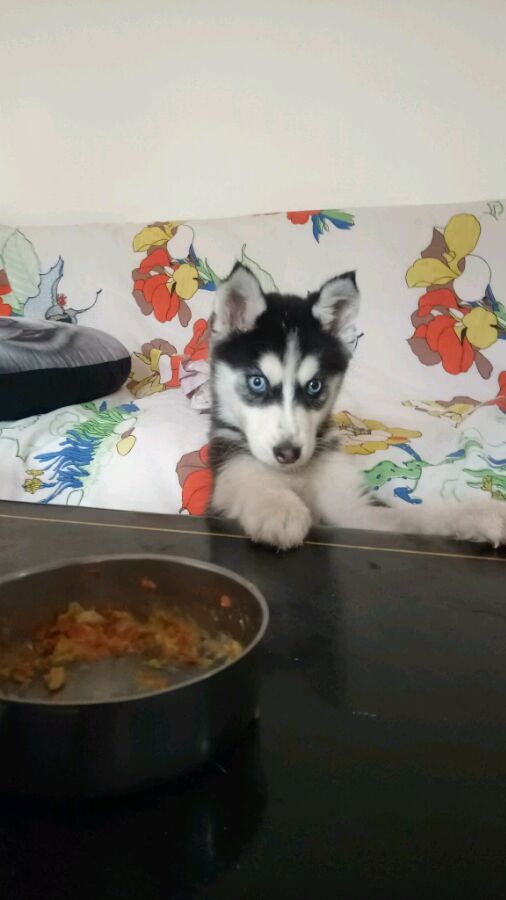 哈士奇偷吃主人米饭被发现,哈士奇偷吃厨房被主人强势教训