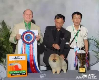 上天派来的天使狗狗,博美犬犬舍排名