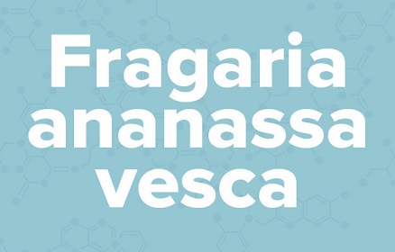 apple苹果的英语是什么,苹果的英语为什么是anapple