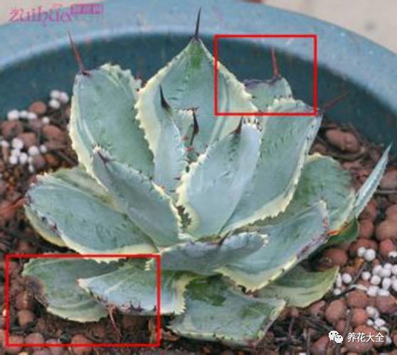 光照条件不好适合养什么花,花养不好是家里气场不好吗