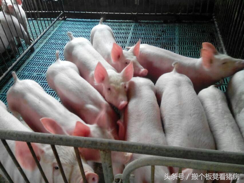 母猪少乳什么原因造成的,经产母猪下猪为啥越来越少