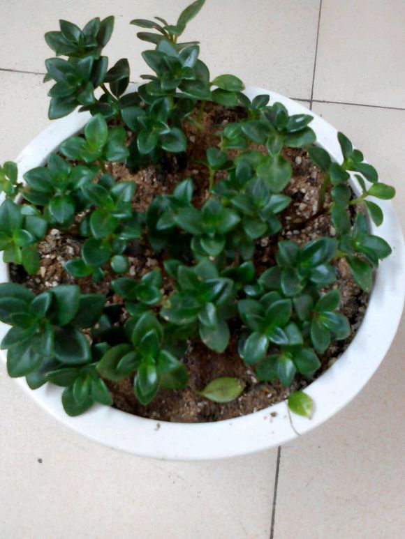 金鱼吊兰小苗养多久会开花,金鱼吊兰怎么养才能更旺盛