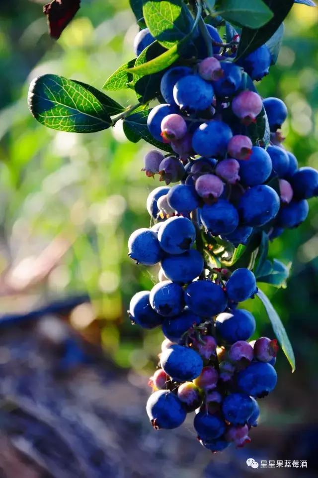 好喝的蓝莓酒营养价值,好喝的蓝莓酒