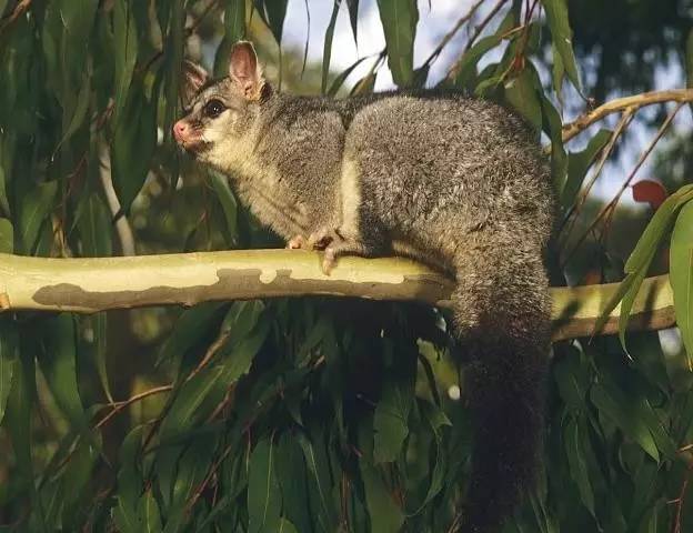 土澳的餐桌上不止有袋鼠肉了,负鼠,骆驼,驴子马肉统统上线了!