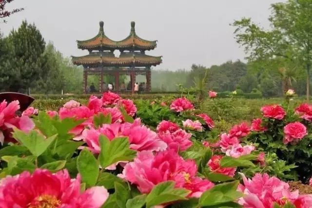 2021年洛阳旅游攻略指南,洛阳旅游攻略2015