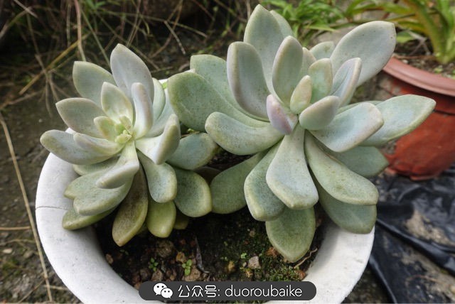 爱生活爱养花花卉绿植养护小知识,爱生活爱养花多肉植物养护小技巧