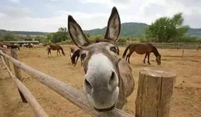 养殖肉驴的利润和前景,肉驴养殖效益怎么样啊