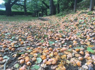 盛世公主号邮轮五日行程安排,千禧号豪华游轮图片