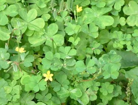 ‍‍‍如东路边42种草，天天踩它，却不知道它们好值钱~