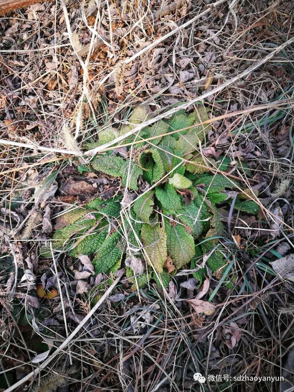 茶香余味图片大全,闻茶香品余味