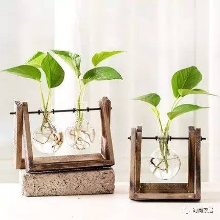 空气加湿器适合养什么绿植,这几种植物加湿效果堪比加湿器