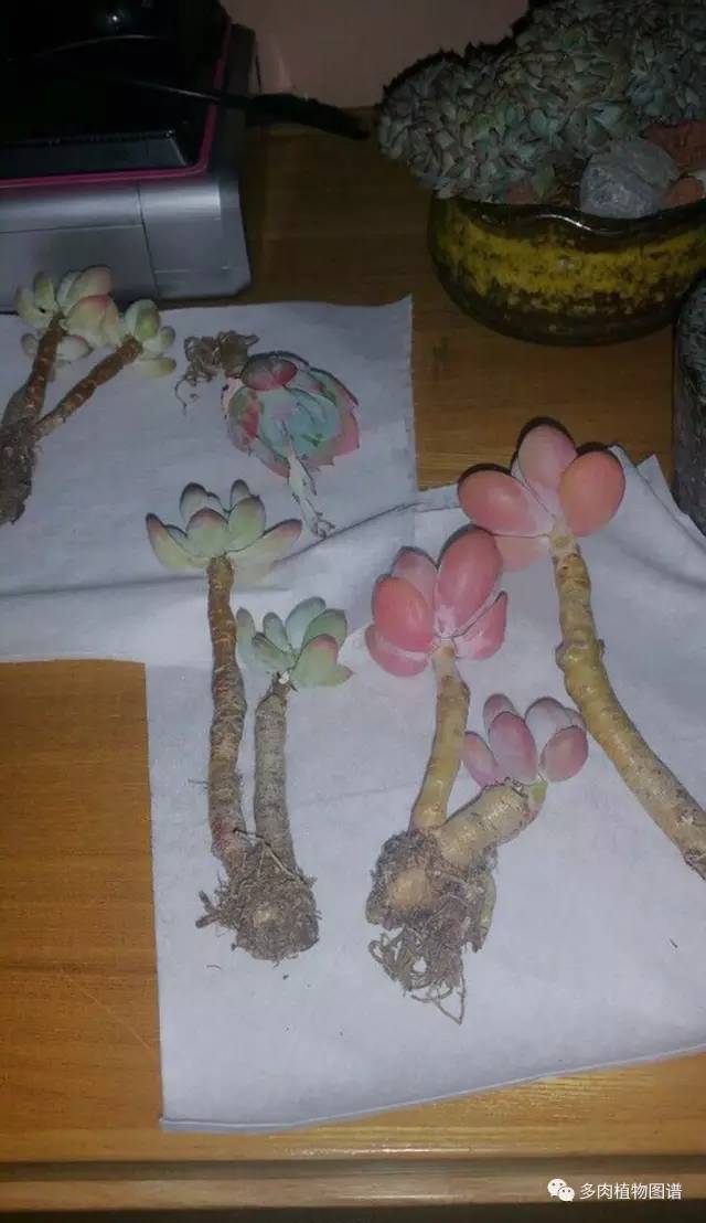 桃美人奶酪老桩多肉,桃美人可以养成绿色的吗