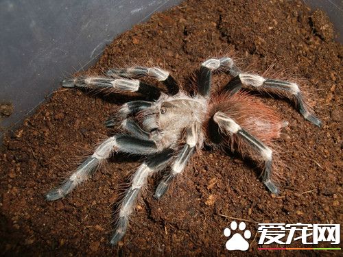 宠物蜘蛛用什么饲养缸,宠物蜘蛛最多可以多久不喂食
