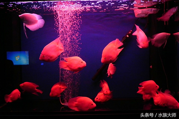 所有鹦鹉鱼肠炎图片,鹦鹉鱼肠炎的症状是什么