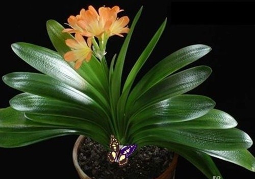 君子兰根烂了新换的土怎样浇水,君子兰烂心处理完可以浇水吗