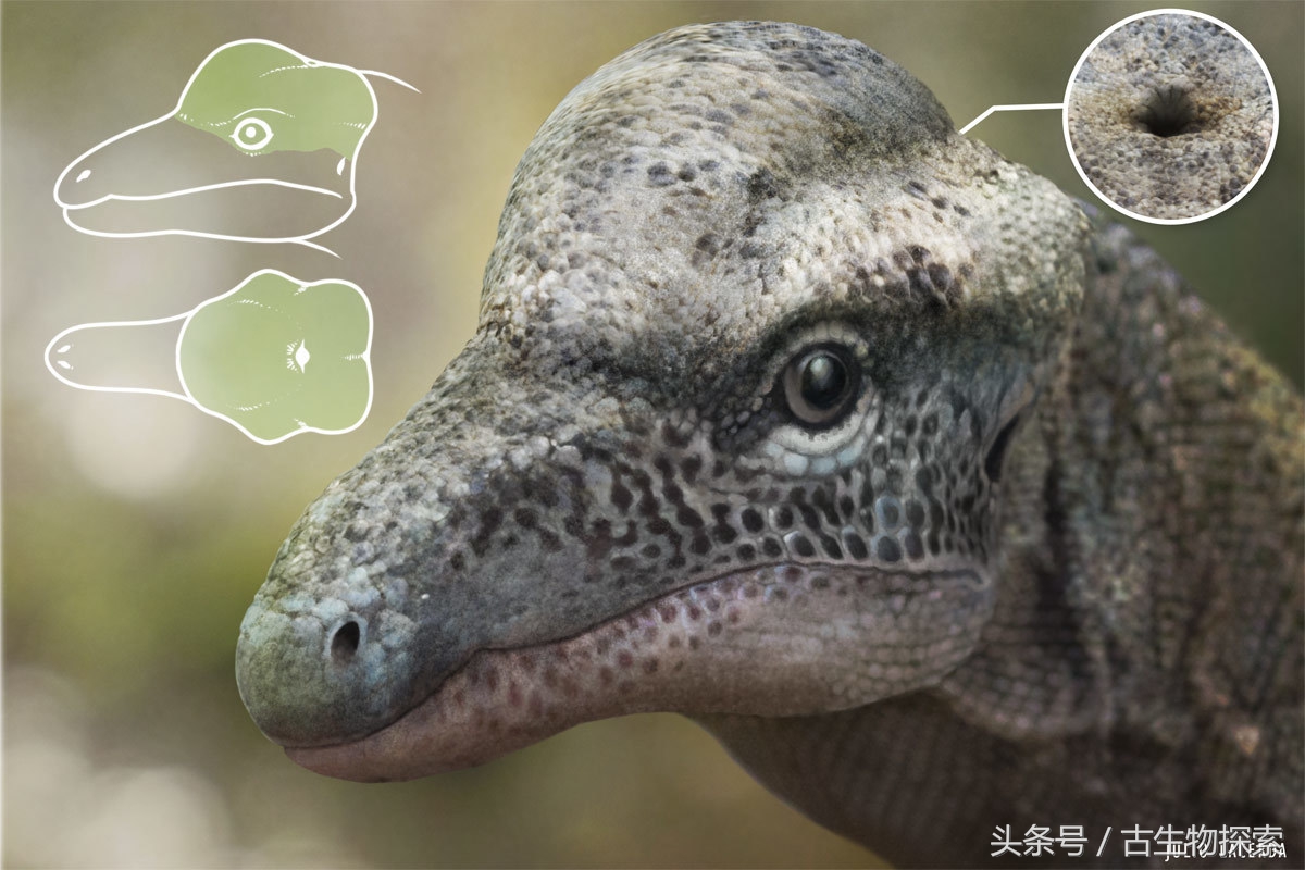 2021年神兽大全,1-8世代神兽盘点