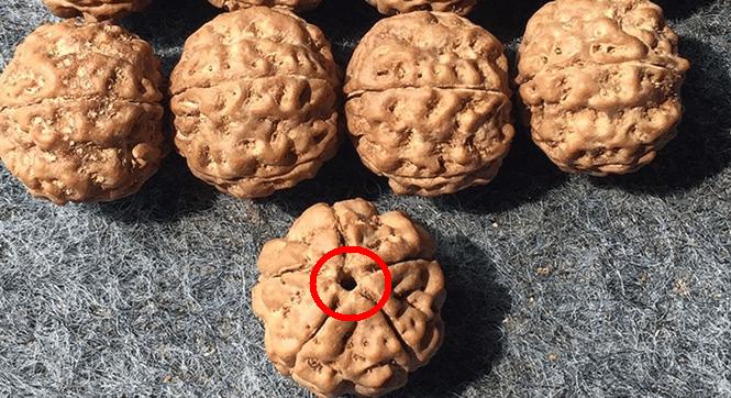 落地红和金刚菩提的区别,落地红能盘出金刚菩提的效果吗