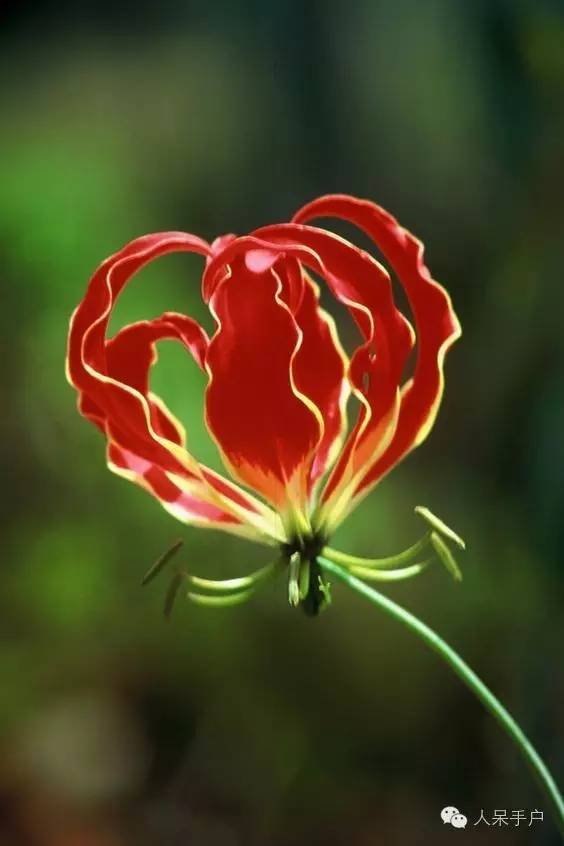 涓浗鍥借姳澶ц祻鍥剧墖,鍥借姳澶ц祻浜氭床鍥剧墖