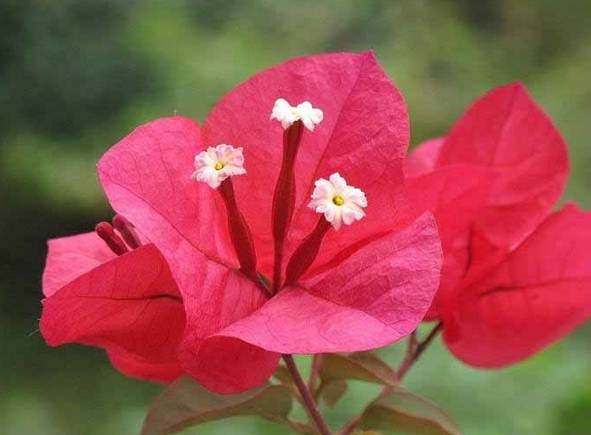 涓浗鍥借姳澶ц祻鍥剧墖,鍥借姳澶ц祻浜氭床鍥剧墖