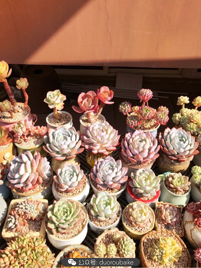 大姬星美人多肉,姬星美人怎么样爆盆