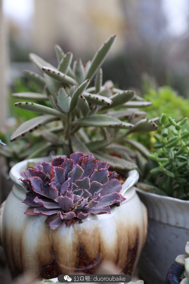 新手种植多肉植物教程,爱生活爱养花花卉绿植养护小知识