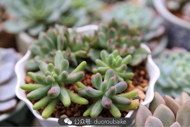 新手种植多肉植物教程,爱生活爱养花花卉绿植养护小知识