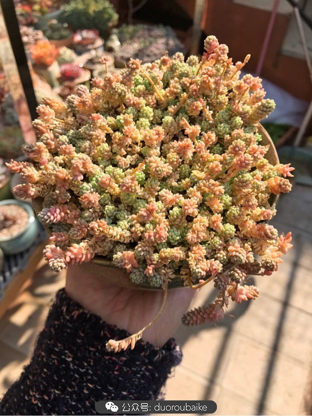 大姬星美人多肉,姬星美人怎么样爆盆