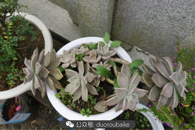 爱生活爱养花花卉绿植养护小知识,爱生活爱养花多肉植物养护小技巧