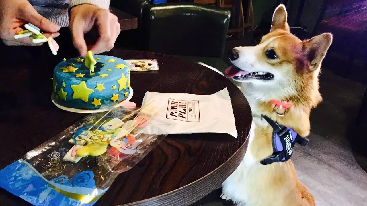 短腿男神蹭吃蹭喝欢乐多，“贱”装出席女票的生日派对