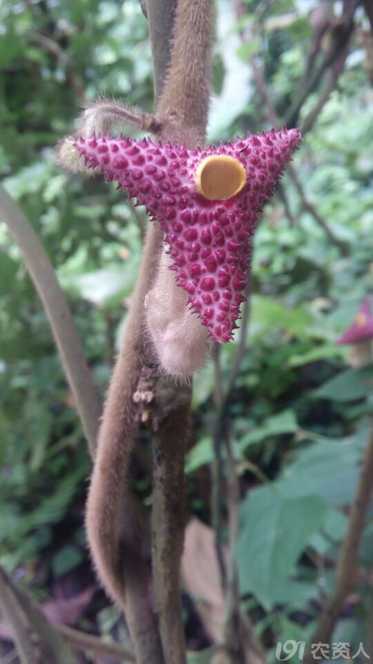 什么草活血止痛,地里常见的中草药