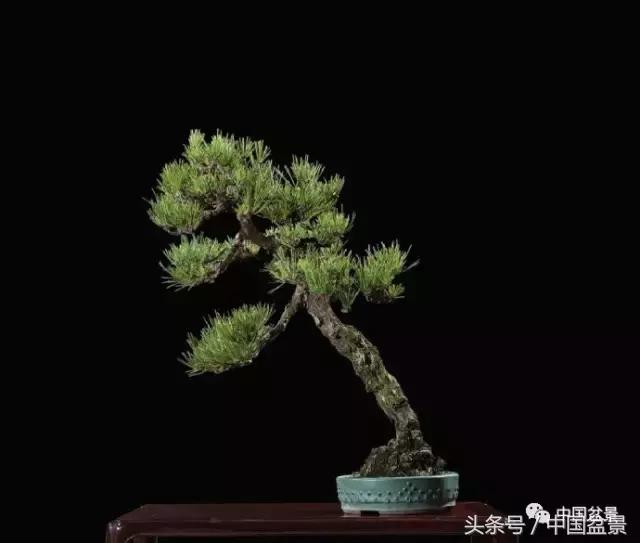 扇面文化与松柏盆景艺术欣赏