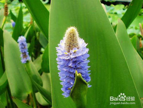 祛痘的小窍门教你如何快速消痘痘,长痘怎么办如何拯救痘痘肌肤