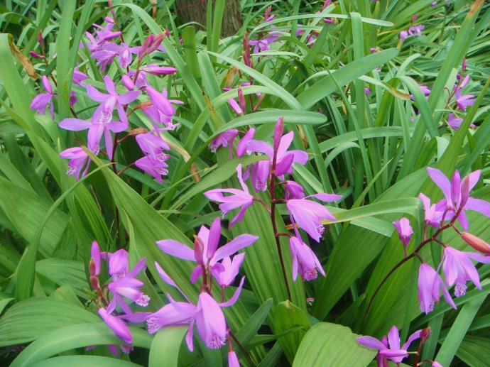 鍐呮湇涓嵂绁涙枒缇庣櫧绉樻柟,瑗挎柦绁涙枒缇庣櫧涓嵂閰嶆柟