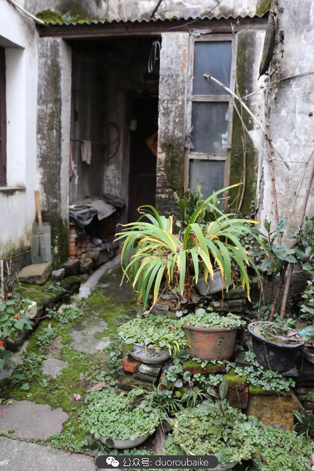 古镇寻肉记:那些旅行中遇见的植物!