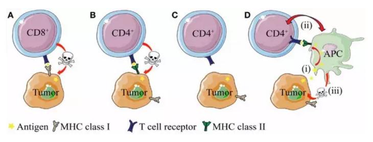 同时有肝癌和糖尿病,肝癌跟关节炎有关系吗
