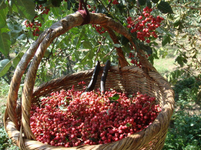 1味中药加点食盐，清热利湿、消肿止痛，熏洗痔疮有良效