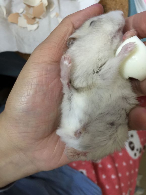 必须买的仓鼠零食,小仓鼠买东西推荐吃的主食小零食