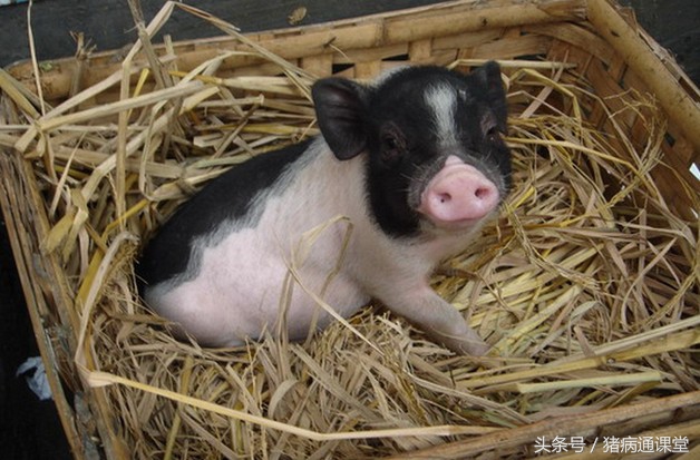 母猪配种后流乳白色的豆腐渣是怎么回事呢?