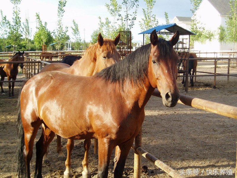 养马日常怎么赚钱,养马靠旅游怎么赚钱