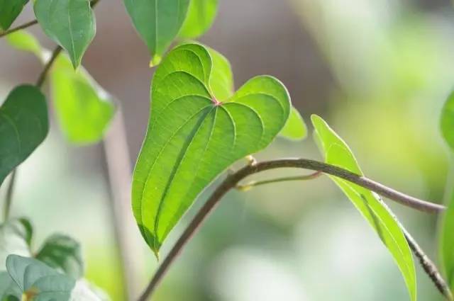 医圣张仲景到底有多牛,医圣张仲景是不是历史故事