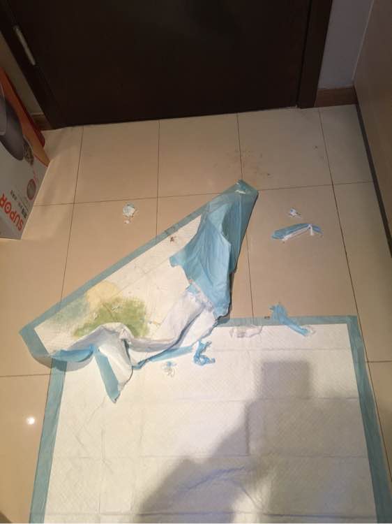 我家萨摩耶这几天不吃东西,萨摩耶拉稀自己吃掉